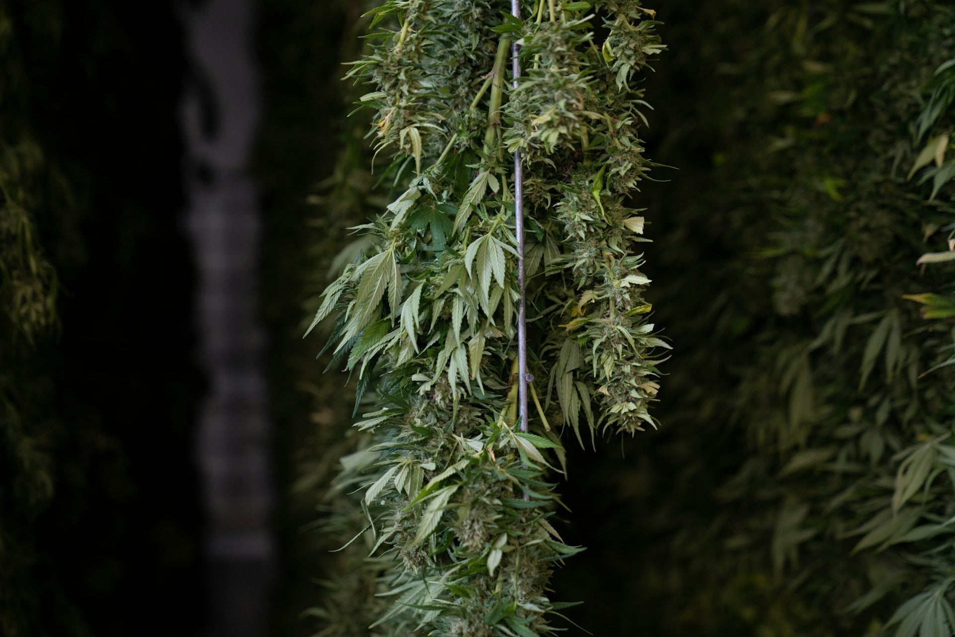 What Is Cannabis Drying? A Basic Guide for Growers