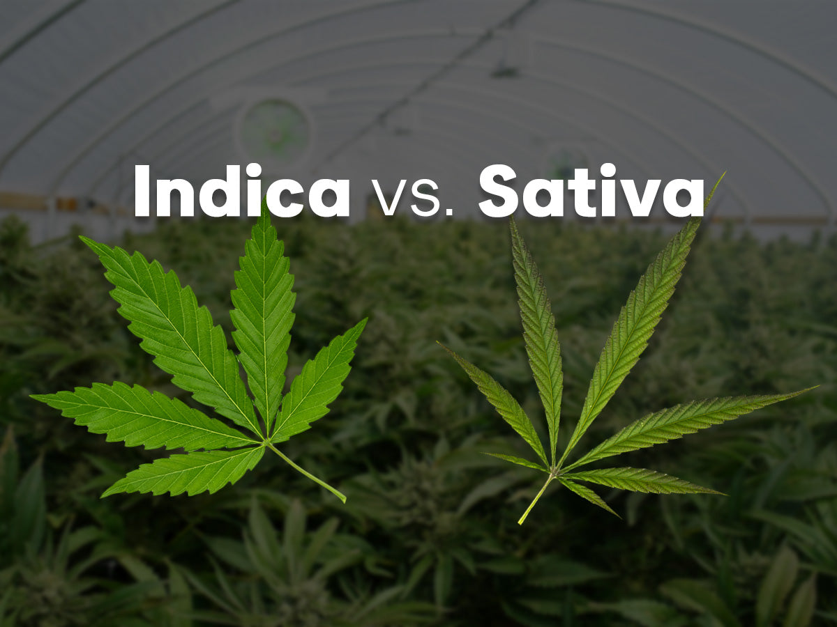 Indica vs. Sativa Basics