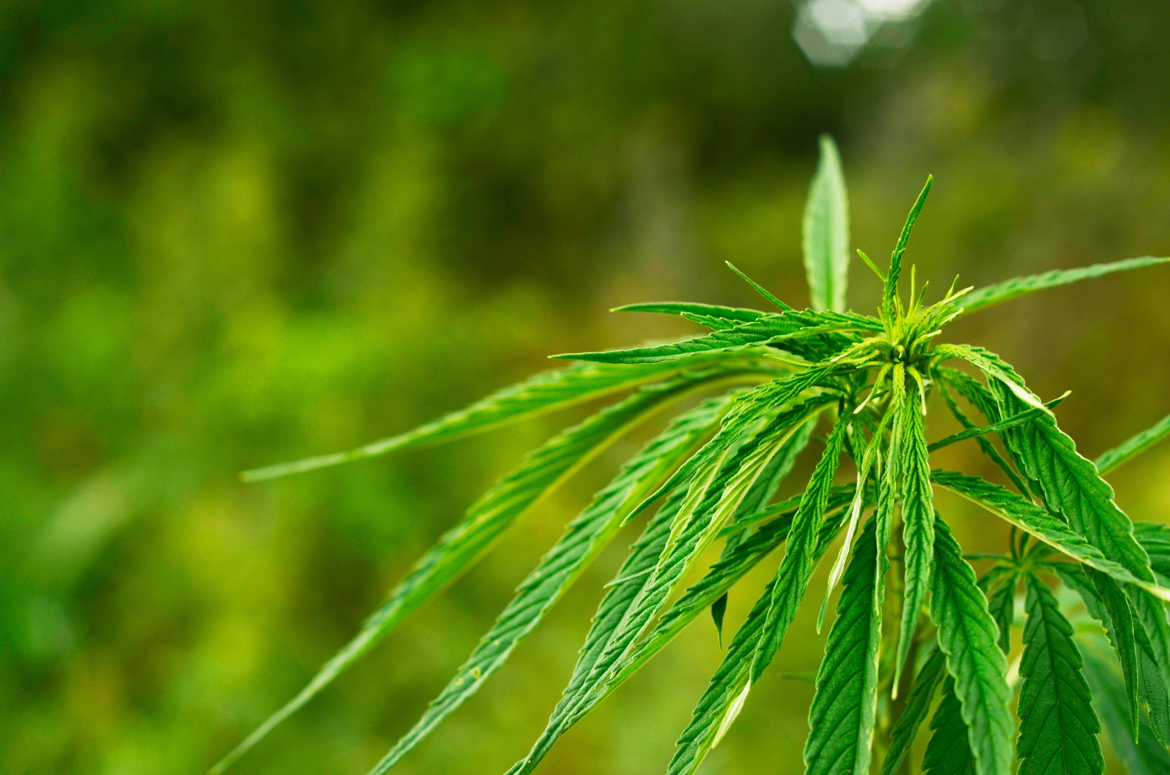 Cannabis Sativa and Carl Linnaeus: The Origins of Cannabis Classificat