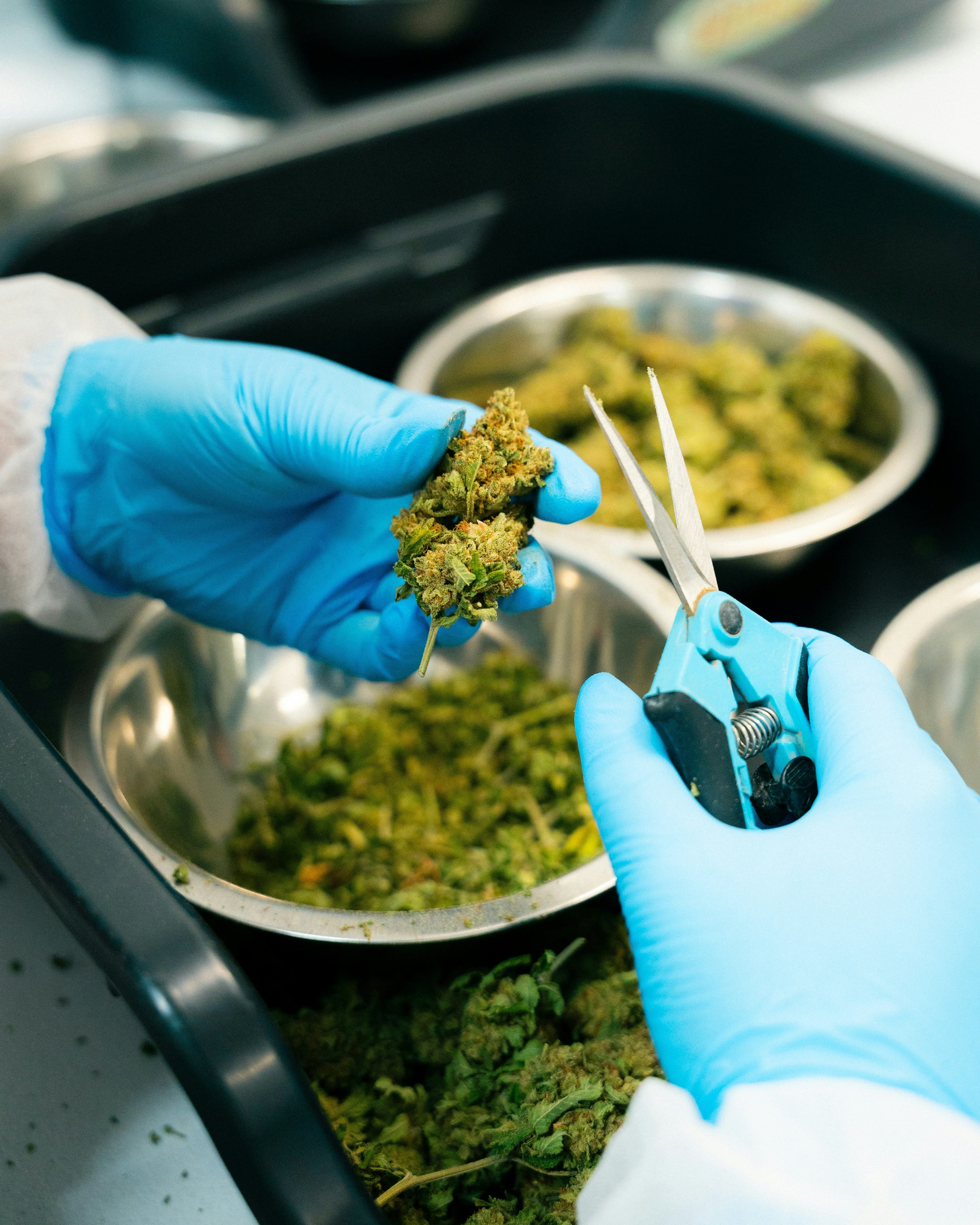 When, Why, and How to Trim Cannabis