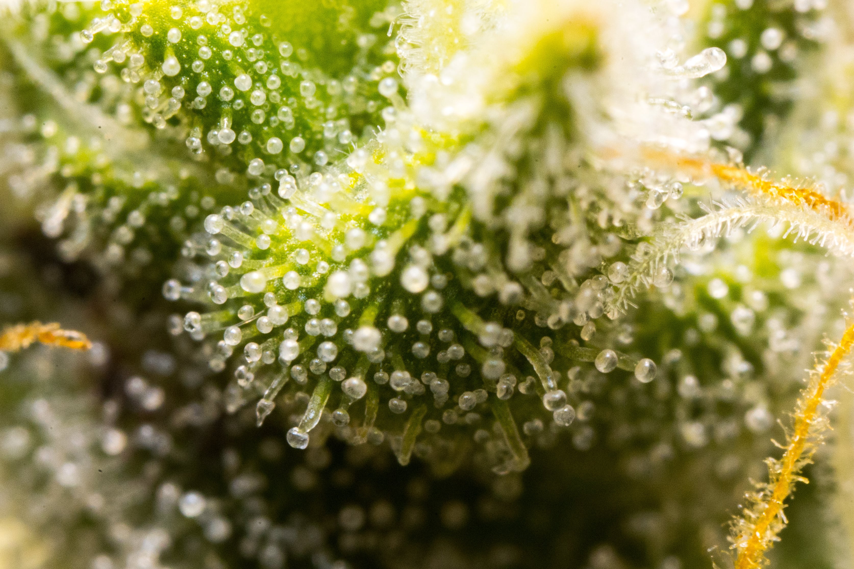 Close-up of a cannabis plant with trichomes on its surface