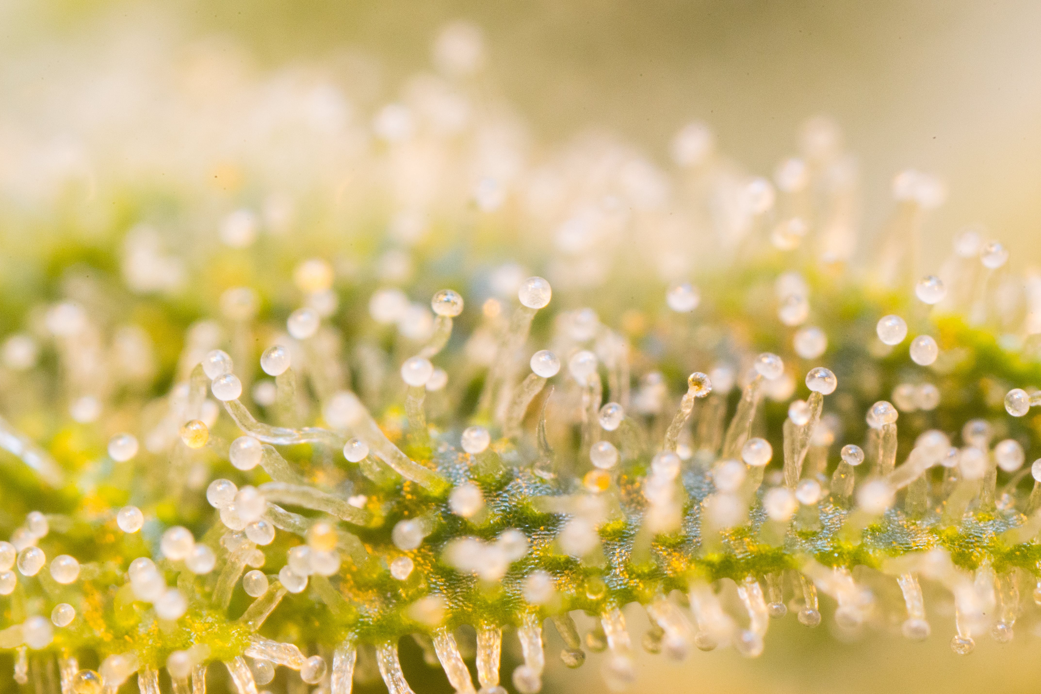 Close-up of a cannabis plant with trichomes on a blurred green background
