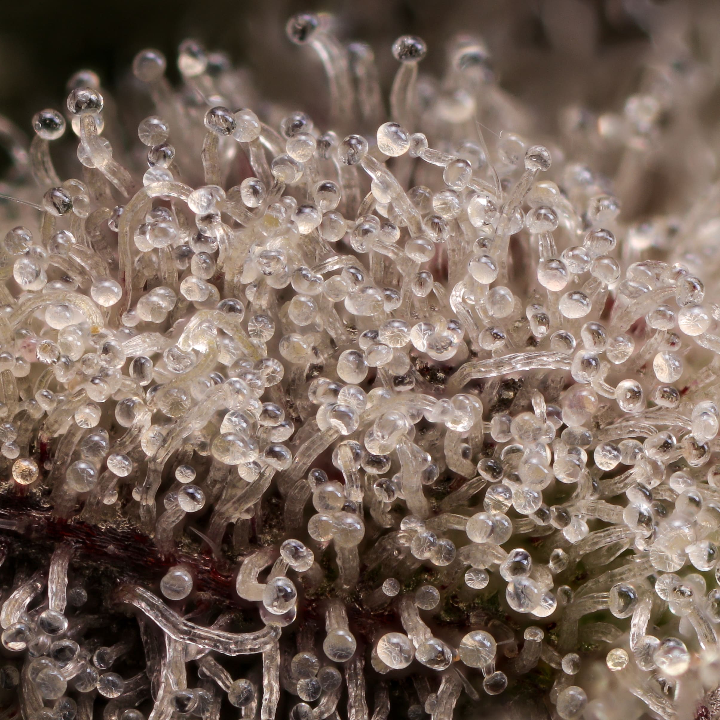 Cannabis trichomes zoomed in