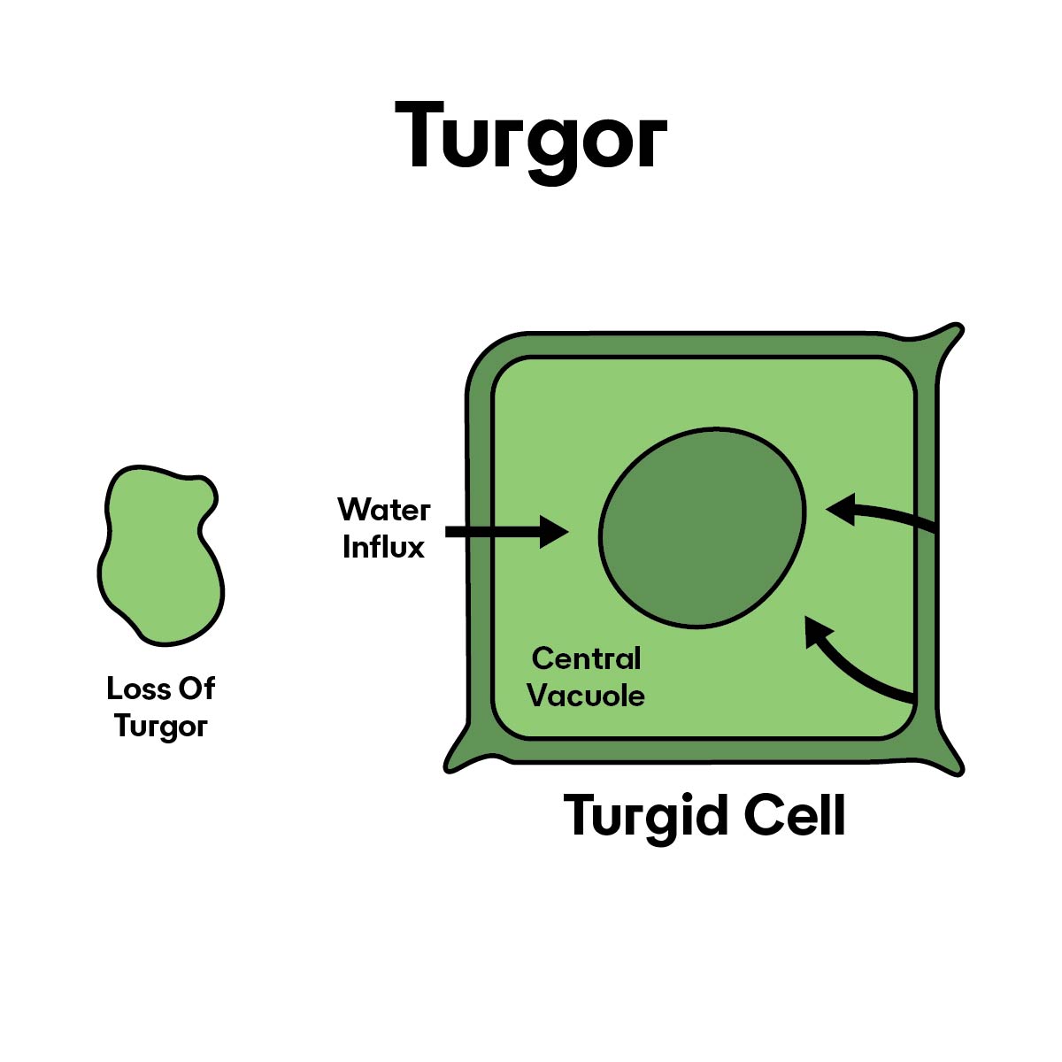 Diagram of turgor pressure in a plant cell with labeled parts.