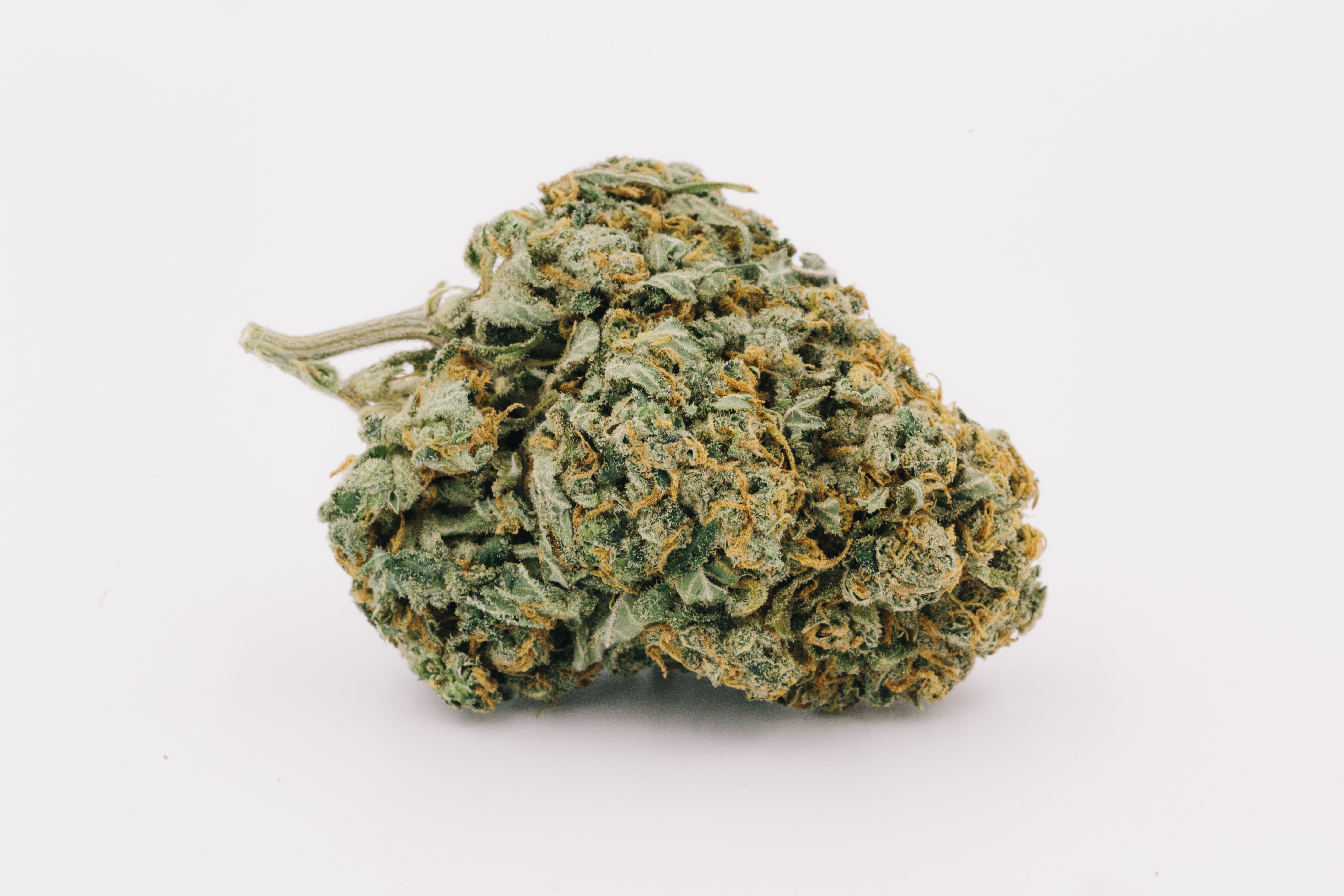 Close-up of a cannabis bud on a white background