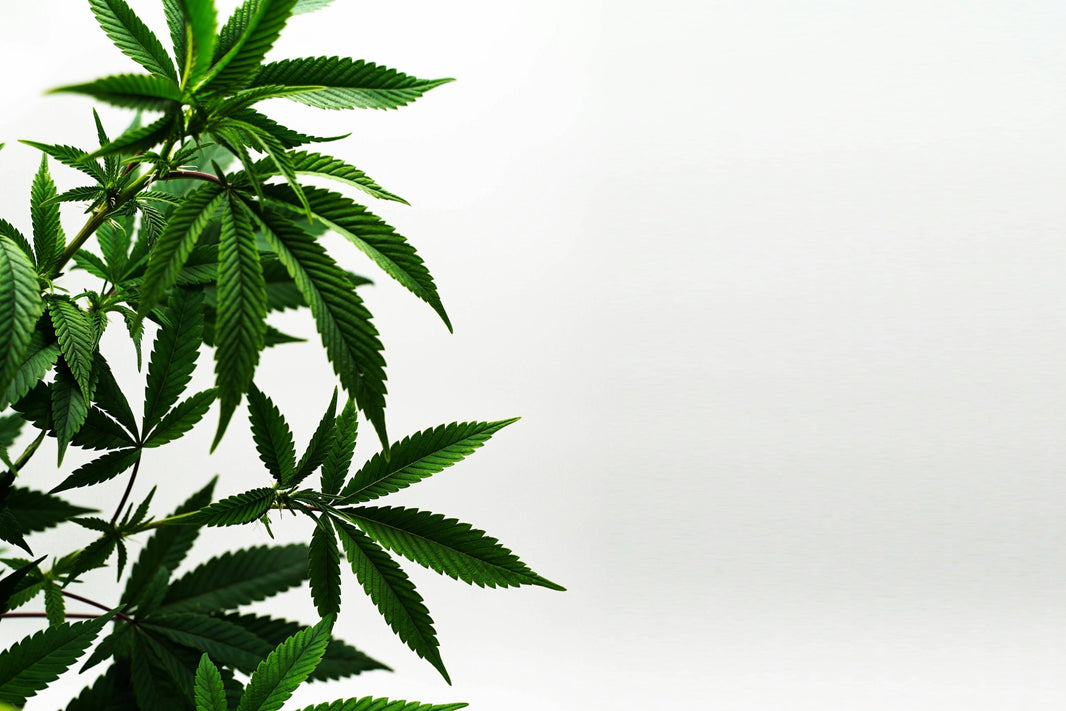What Is Cannabis Curing?