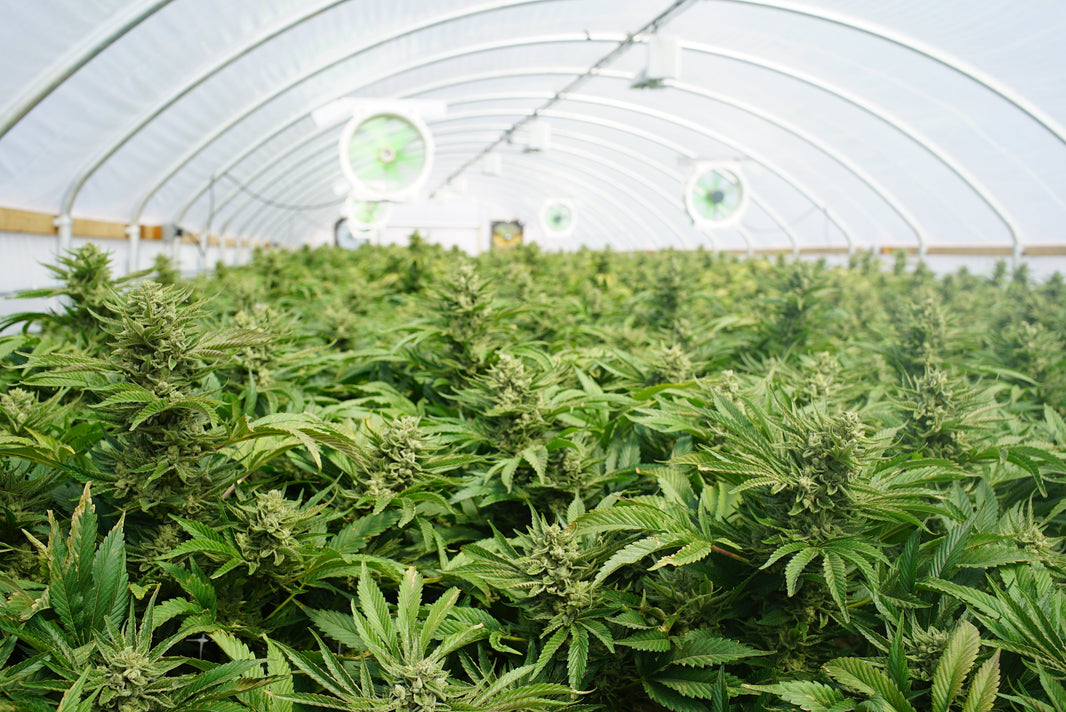 Sustainable Cannabis Packaging: Why U.S. Production Makes a Difference