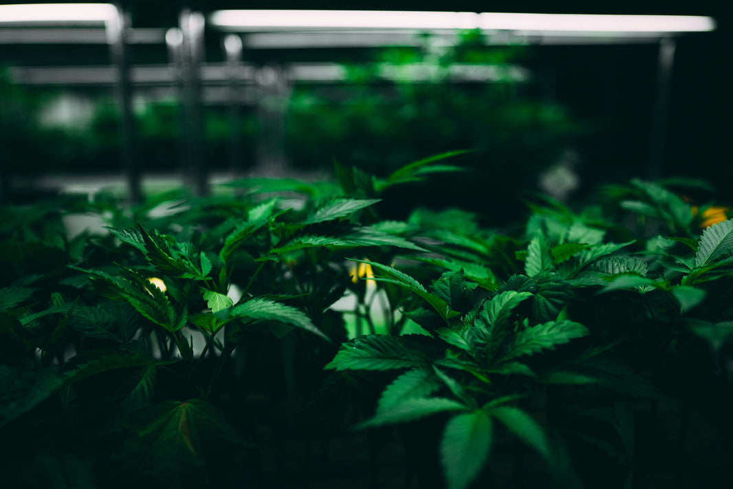 7 Key Stages of the Cannabis Life Cycle