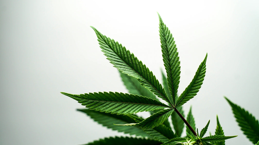 Cannabis Leaf on White Background