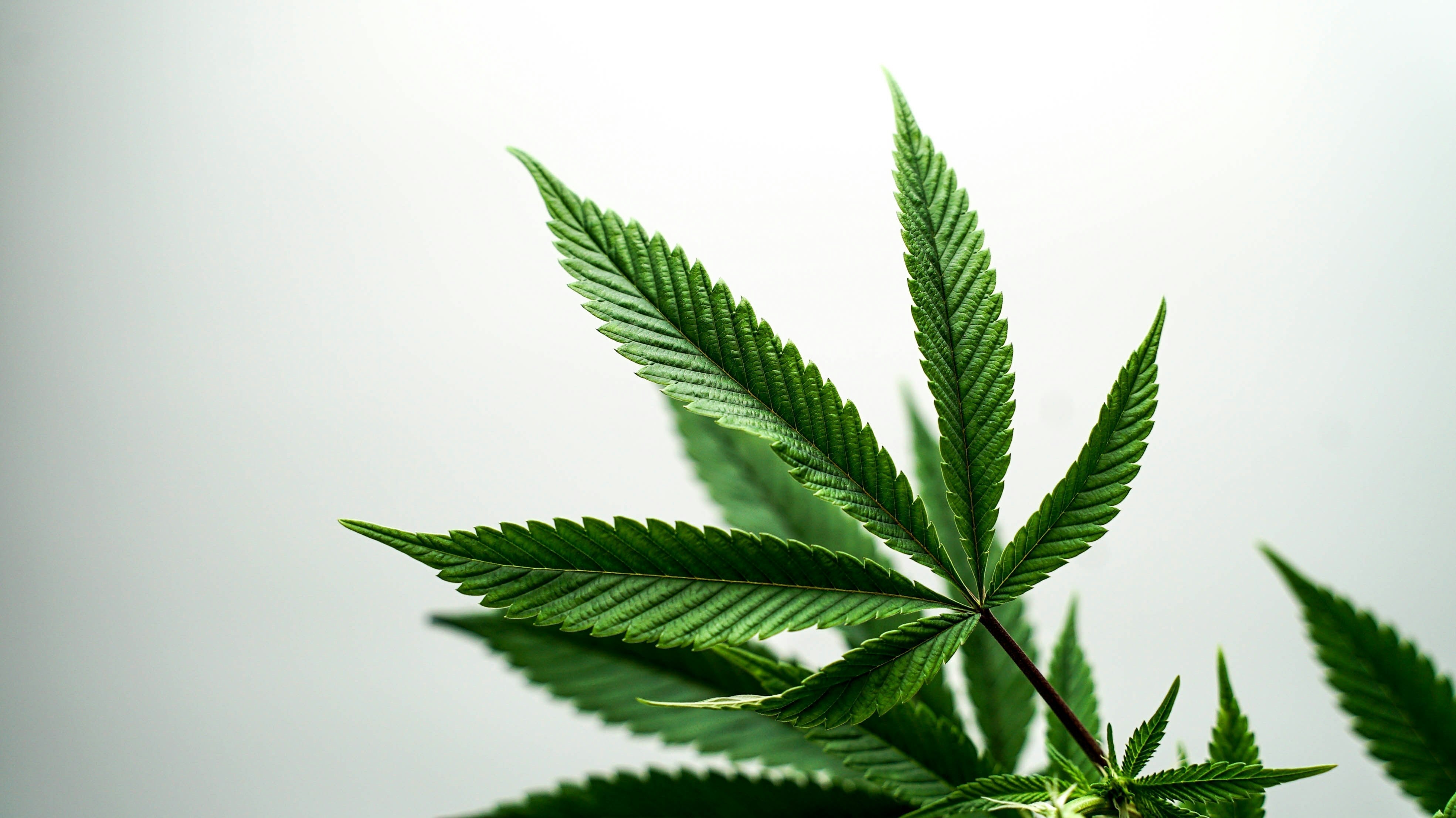 Cannabis Leaf on White Background