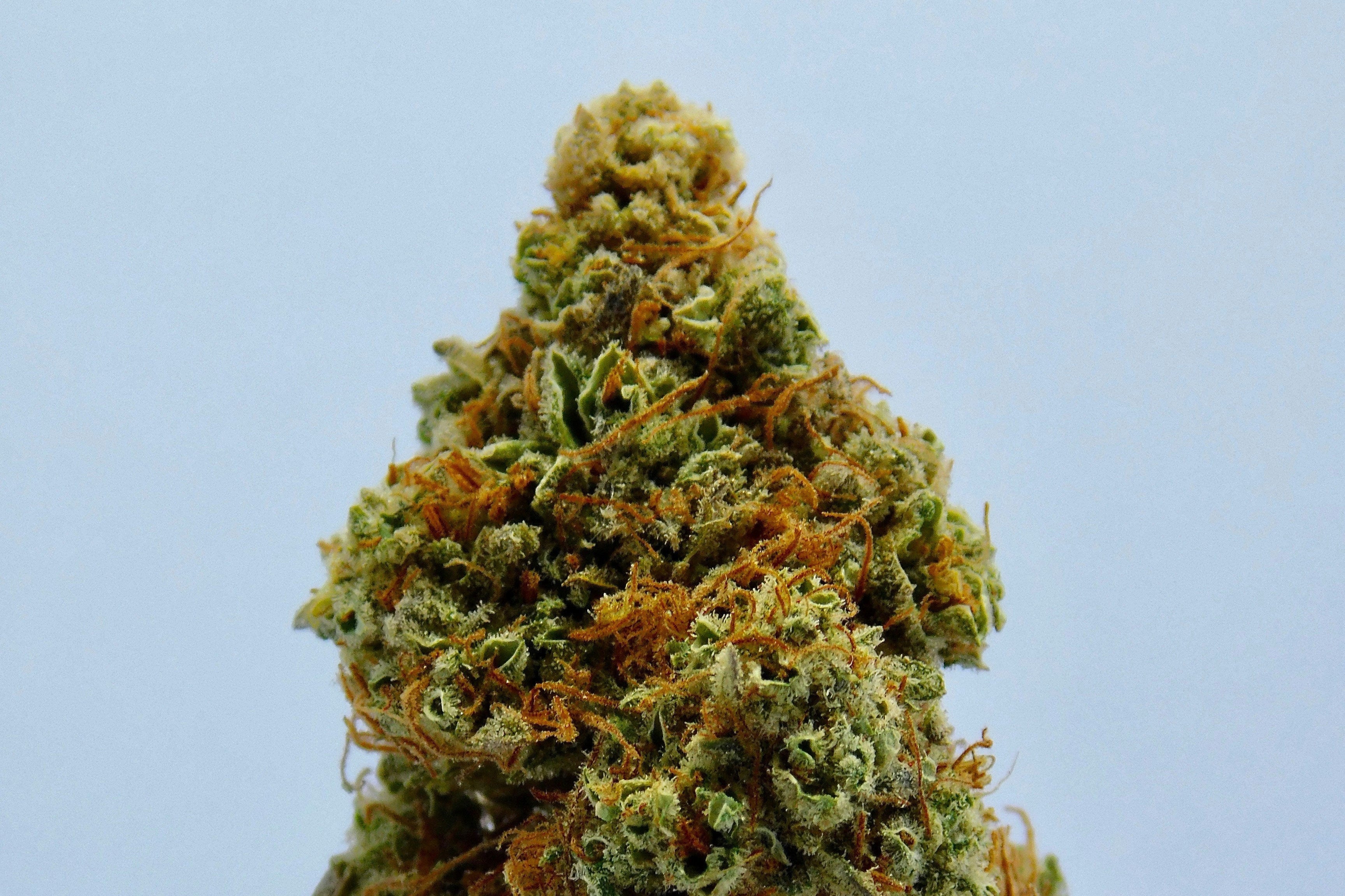 What Makes Properly Dried and Cured Cannabis Tastes Better?