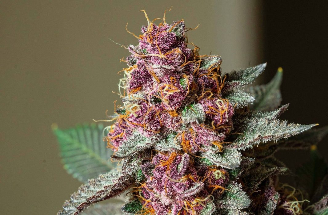 Cannabinoids & Cannabis Curing Basics Explained Simply