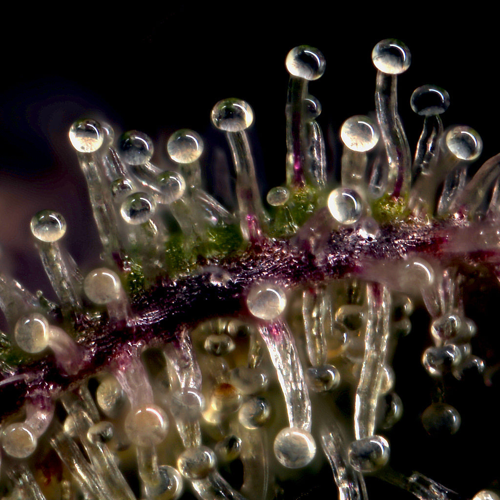 Importance of Moisture Redistribution and Relative Humidity During Cannabis Curing