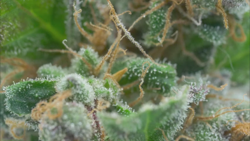 Close-up slow motion video of cannabis curing.