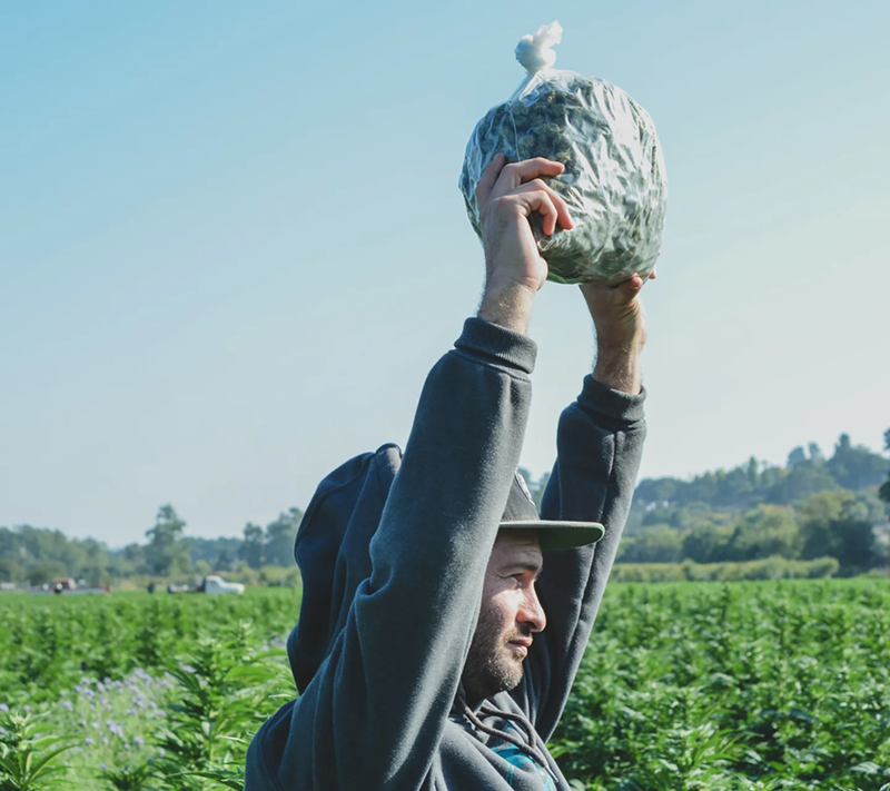 Man standing in a field of cannabis crops holding a bag full of harvested cannabis buds