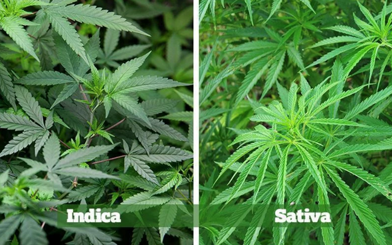 Side by side comparison of indica and sativa leaves on cannabis plants