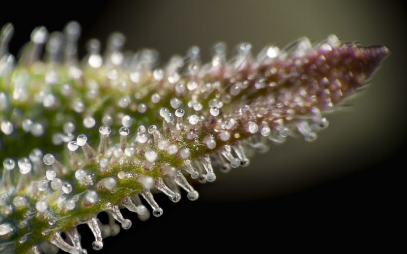 Close-up of trichomes on cannabis flowers
