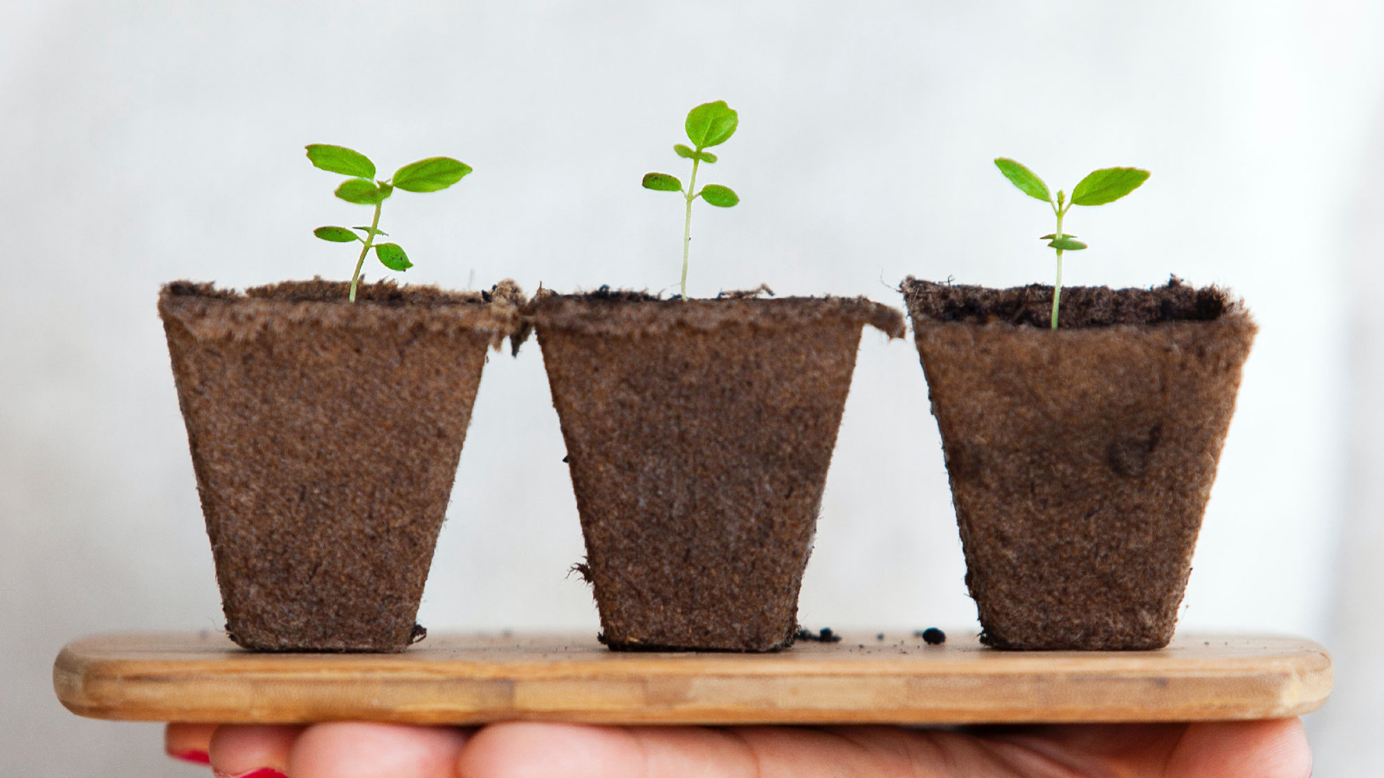 Small plants on wooden board being held up by a woman's hand to represent sustainability