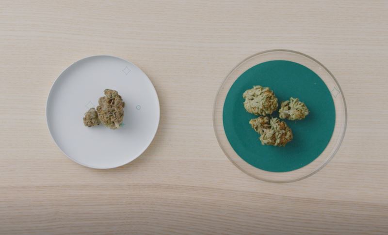 Cannabis flower on two different plates