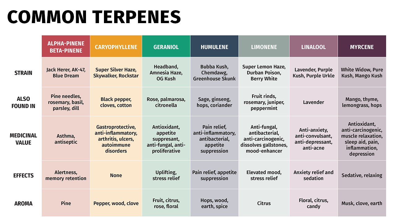 Indica vs. Sativa + The Importance of Terpenes Calyx Containers